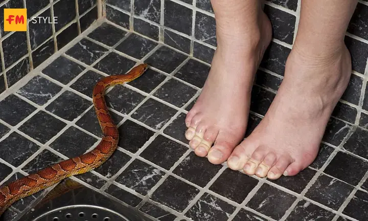 Ngủ Mơ Thấy Rắn Là Điềm Báo Gì