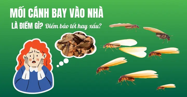 Nhà Có Mối La Điềm Gì