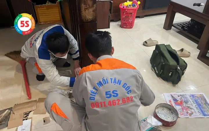 Nhà Có Mối La Điềm Gì