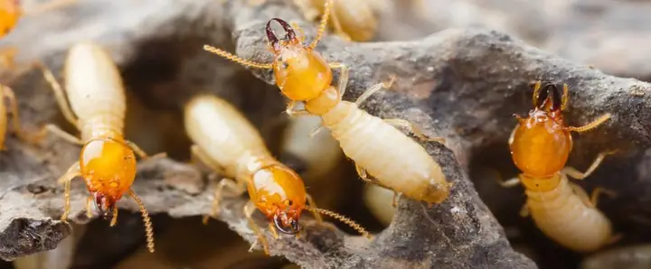Nhà Có Mối La Điềm Gì