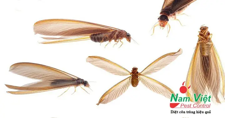 Nhà Có Mối La Điềm Gì