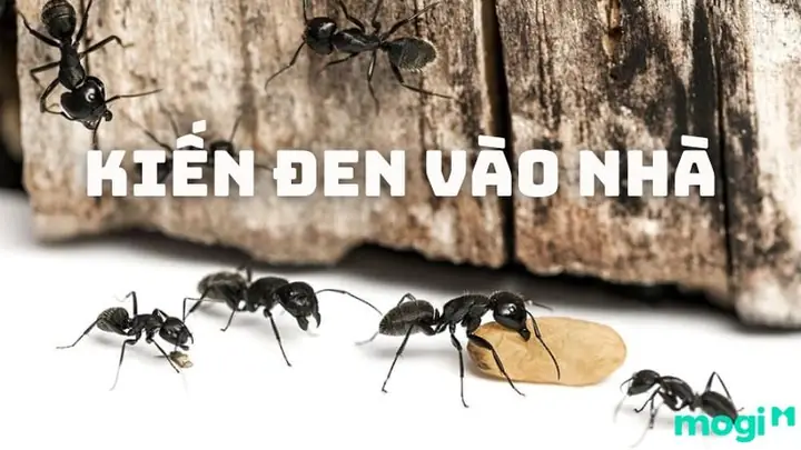 Nhà Có Nhiều Kiến Đen La Điềm Gì