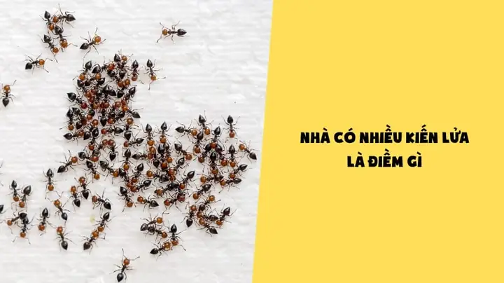 Nhà Có Nhiều Kiến La Điềm Gì