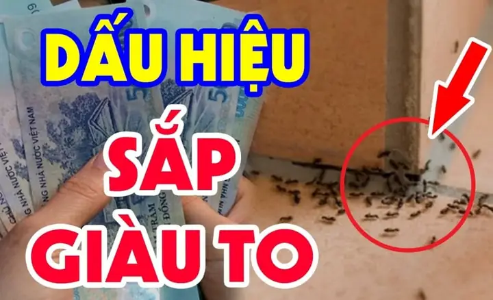 Nhà Có Nhiều Kiến La Điềm Gì