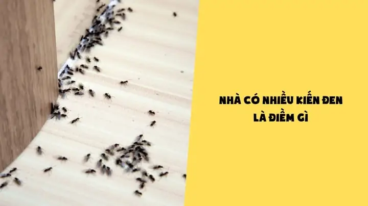 Nhà Có Nhiều Kiến La Điềm Gì