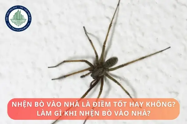 Nhện Đen Điềm Báo