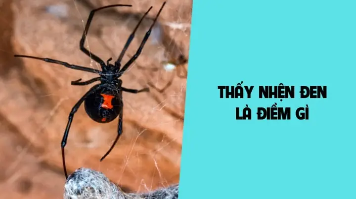 Nhện Đen Điềm Báo