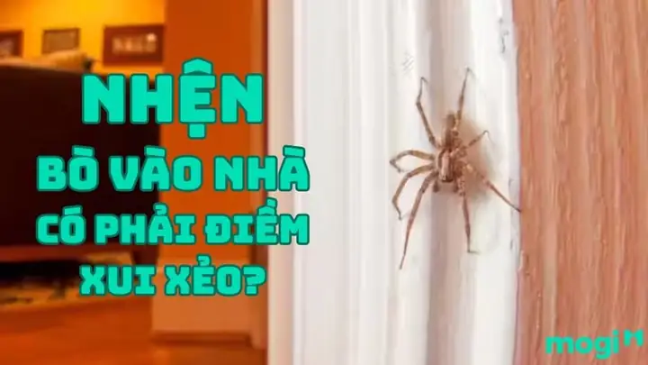 Nhện Vào Nhà Có Điềm Gì