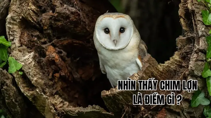 Nhìn Thấy Chim Lợn La Điềm Gì