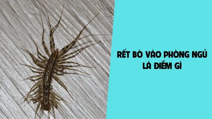 Nhìn Thấy Rết La Điềm Gì