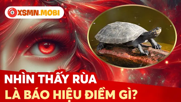 Nhìn Thấy Rùa La Điềm Gì Nhìn Thấy Rùa La Điềm Gì