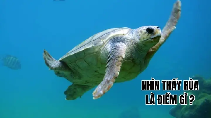Nhìn Thấy Rùa La Điềm Gì Nhìn Thấy Rùa La Điềm Gì