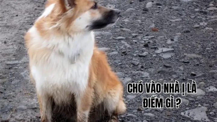 Những Điềm Báo May Mắn Khi Gap Chó
