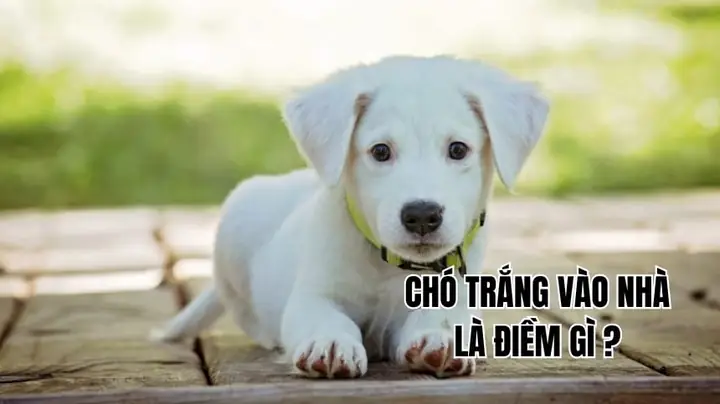 Những Điềm Báo May Mắn Khi Gap Chó