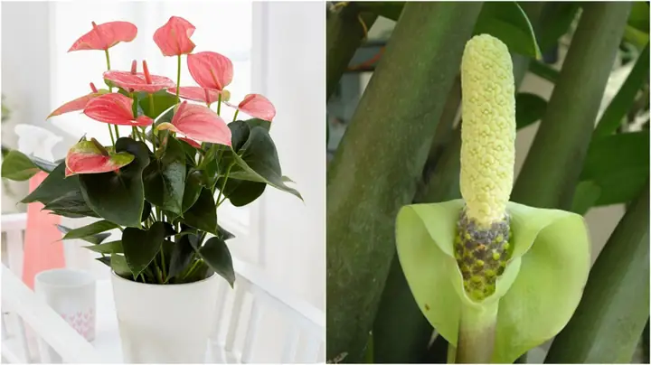 Những Điềm Báo Trước Bạn Sắp Gặp May Mắn
