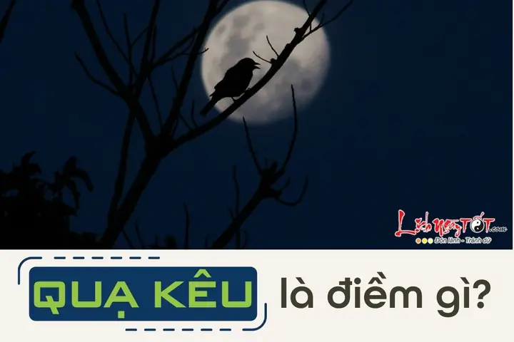 Quạ Kêu Gần Nhà Có Điềm Gì Quạ Kêu Gần Nhà Có Điềm Gì