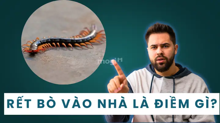Rết Bò Vào Nhà La Điềm Gì
