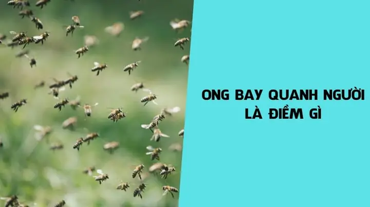 Ruồi Bay Quanh Người Là Điềm Gì