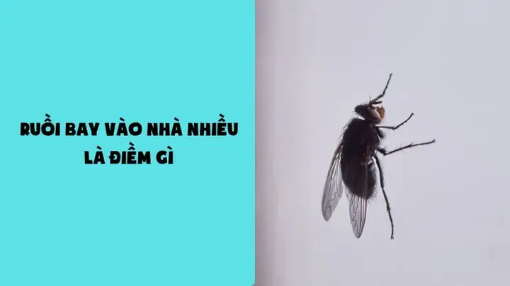 Ruồi Bay Quanh Người Là Điềm Gì