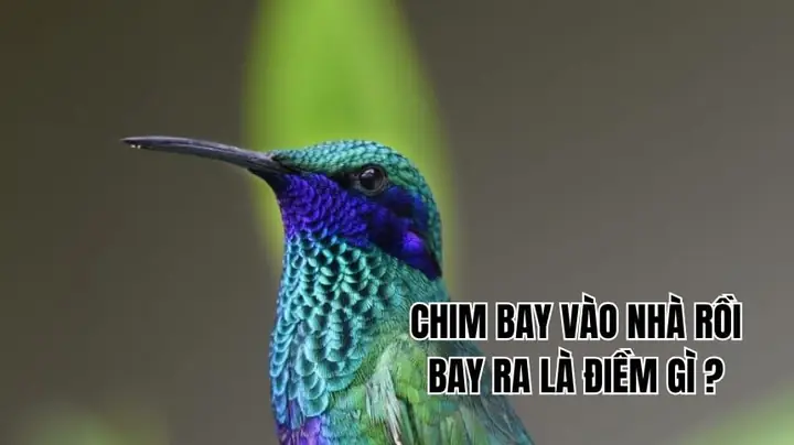 Sáng Sớm Chim Bay Vào Nhà Điềm Báo Gi Sáng Sớm Chim Bay Vào Nhà Điềm Báo Gi