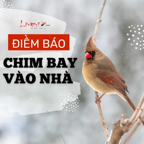 Sáng Sớm Chim Bay Vào Nhà Điềm Báo Gi Sáng Sớm Chim Bay Vào Nhà Điềm Báo Gi