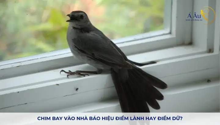 Sáng Sớm Chim Bay Vào Nhà Điềm Báo Gi Sáng Sớm Chim Bay Vào Nhà Điềm Báo Gi