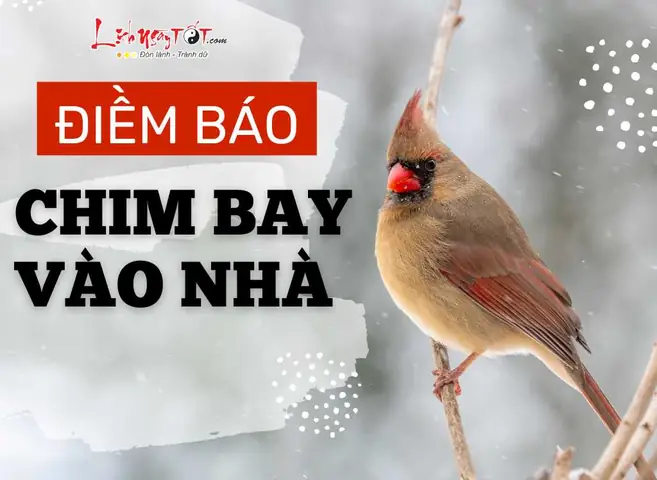 Sáng Sớm Chim Bay Vào Nhà Điềm Báo Gi Sáng Sớm Chim Bay Vào Nhà Điềm Báo Gi