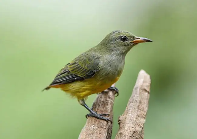Sâu Rơi Vào Người Điềm Gì Sâu Rơi Vào Người Điềm Gì