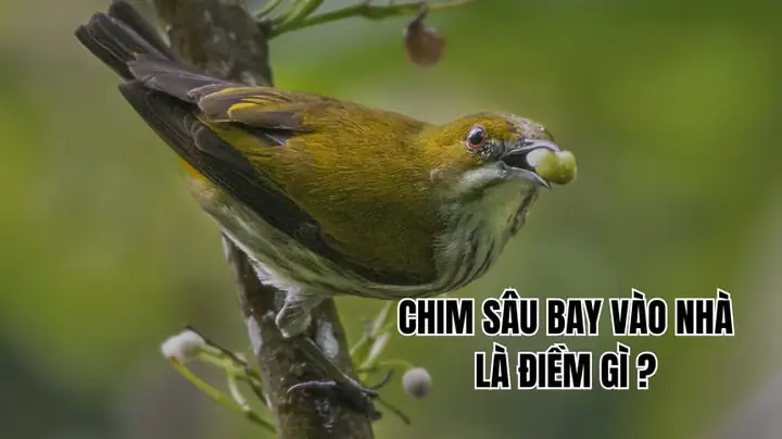 Sâu Vào Nhà La Điềm Gì Sâu Vào Nhà La Điềm Gì