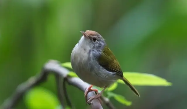 Sâu Vào Nhà La Điềm Gì Sâu Vào Nhà La Điềm Gì
