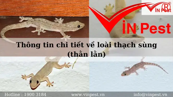 Thạch Sùng Rơi Vào Người Điềm Báo Gì