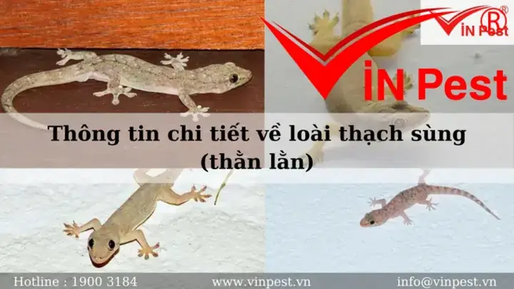Thạch Sùng Rơi Vào Người Điềm Báo Gì