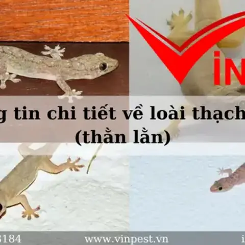 Thạch Sùng Rơi Vào Người Điềm Báo Gì