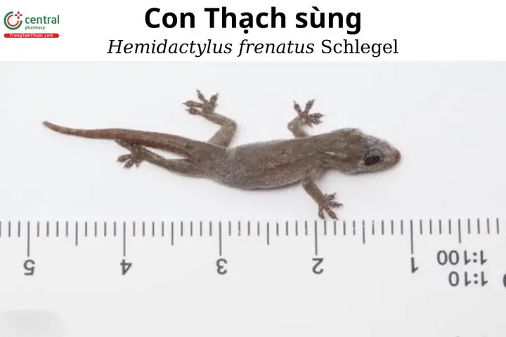 Thạch Sùng Và Điềm Báo Thạch Sùng Và Điềm Báo