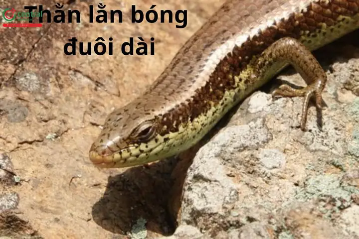 Thằn Lằn Vào Nhà Là Điềm Gì Thằn Lằn Vào Nhà Là Điềm Gì