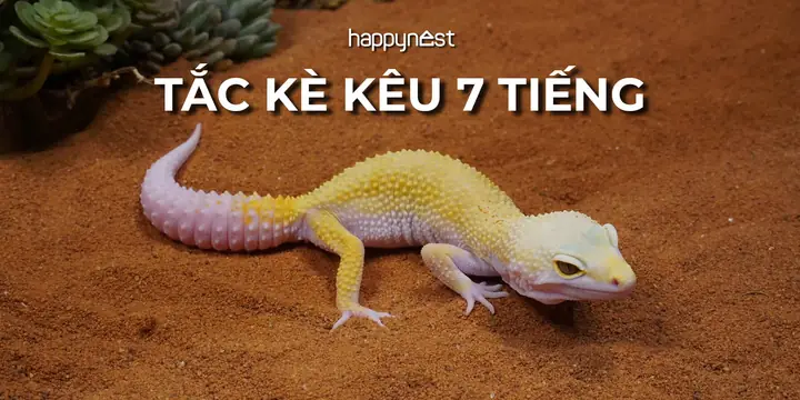 Tiếng Tắc Kè Kêu Trong Đêm La Điềm Gì Tiếng Tắc Kè Kêu Trong Đêm La Điềm Gì