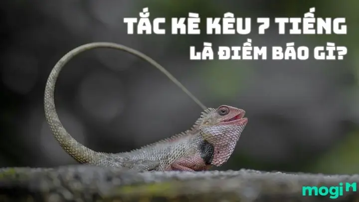 Tiếng Tắc Kè Kêu Trong Đêm La Điềm Gì Tiếng Tắc Kè Kêu Trong Đêm La Điềm Gì