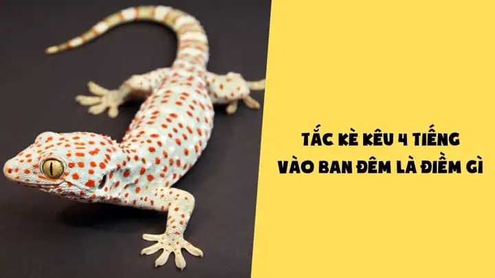 Tiếng Tắc Kè Kêu Trong Đêm La Điềm Gì