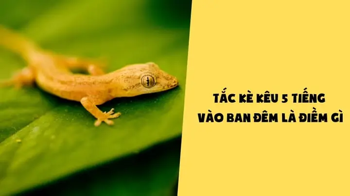 Tiếng Tắc Kè Kêu Trong Đêm La Điềm Gì Tiếng Tắc Kè Kêu Trong Đêm La Điềm Gì
