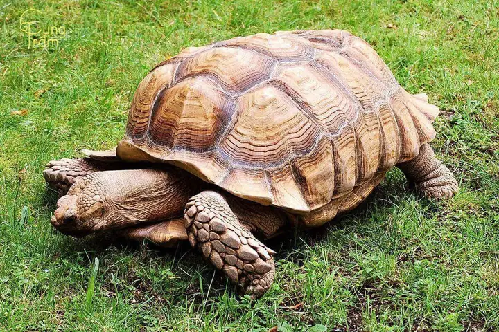 Tự Nhiên Gặp Rùa Là Điềm Báo Gf