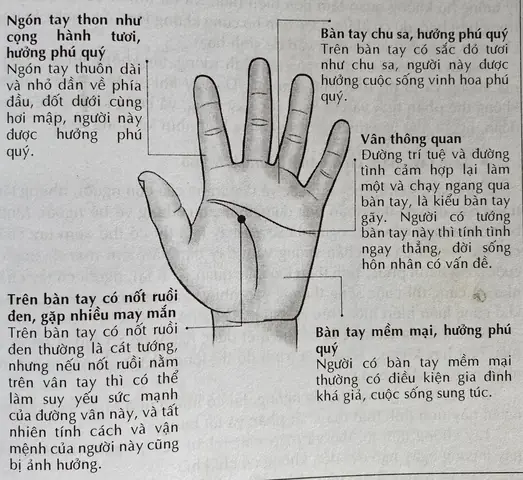 Tướng Bàn Tay Thon Dài Năm