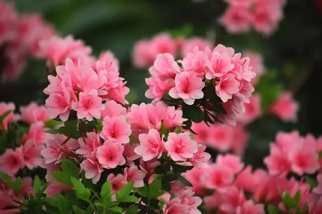 Tướng Mạo Theo Giờ Sinh