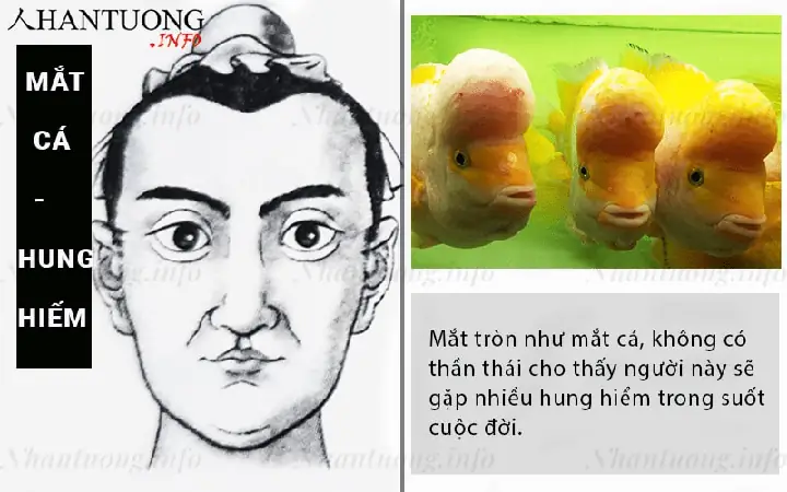 Tướng Mắt Cá Chép