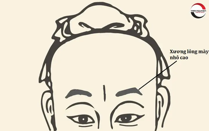 Tướng Mặt Đàn Ông Đểu