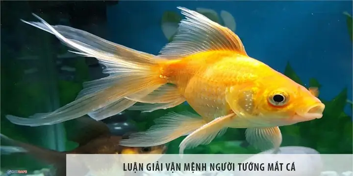 Tướng Mắt Đuôi Cá