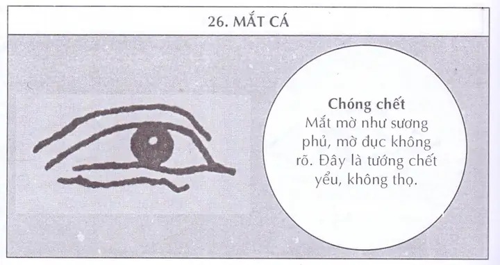 Tướng Mắt Đuôi Cá