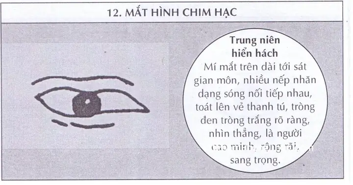 Tướng Mắt Hạc