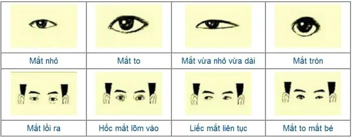 Tướng Người Mắt To Mắt Nhỏ Nữ