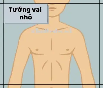 Tướng Vai Đàn Ông