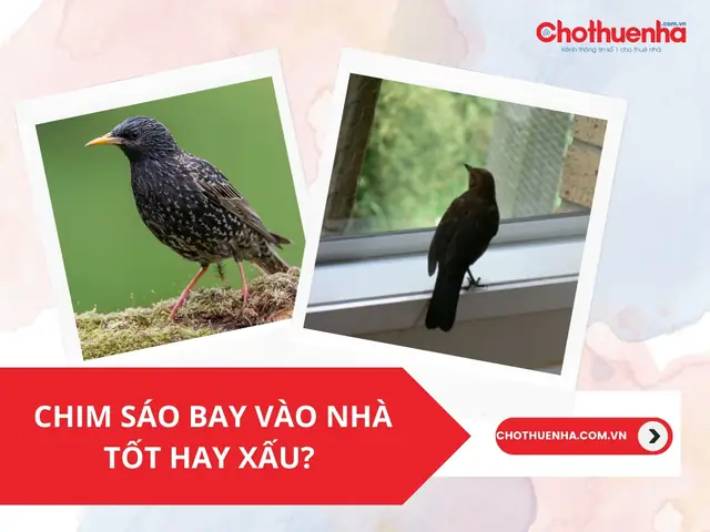 Ve Vào Nhà Có Điềm Gì